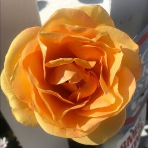 Free item with purchase. Spring cleaning!